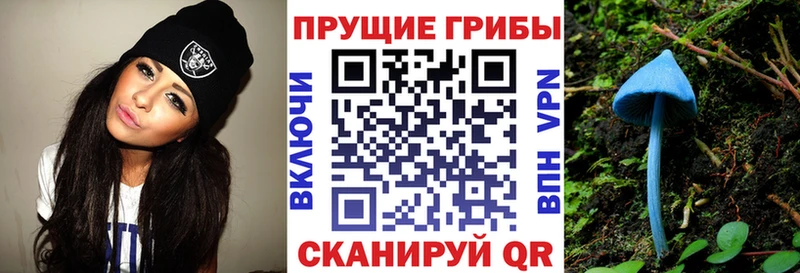 где купить наркоту  Верхняя Пышма  Галлюциногенные грибы Psilocybe 